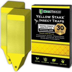 MAXGUARD Yellow Sticky Insect Traps (30 Pack) – Successfully Seize and Remove Fungus Gnats, Whiteflies, Mosquitoes, Aphids, Leaf Miners, and Different Flying Bugs for Indoor Use