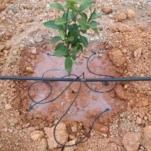 Precision Drip Irrigation System for Automated Management of Water, Fertilizer, and Pesticide Integration in Fruit Planting