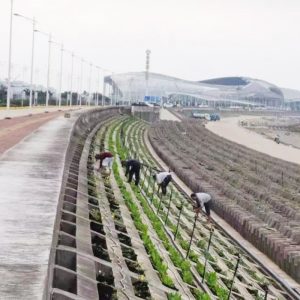 Precision Drip Irrigation System for Coastal Freeway Greening with Built-in Automated Water and Fertilizer Management