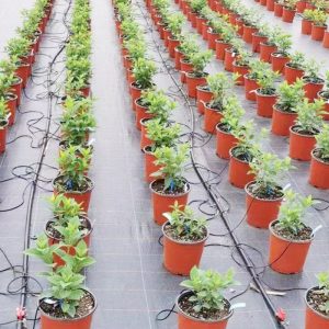 Precision Drip Irrigation System for Massive-Scale Flower Planting with Automated Water, Fertilizer, and Pest Management Integration